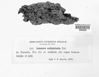 Lecanora subintricata image